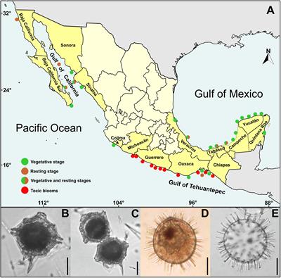 Pyrodinium bahamense One the Most Significant Harmful Dinoflagellate in Mexico